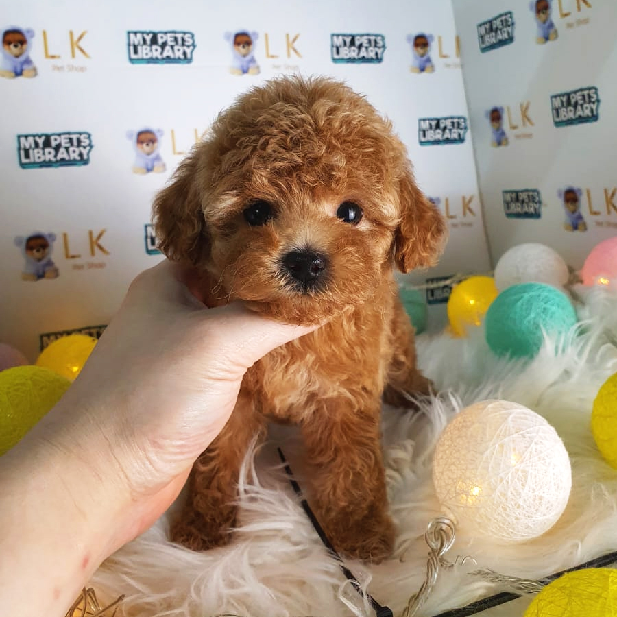 Toy Poodle Puppy (Female) For Sale