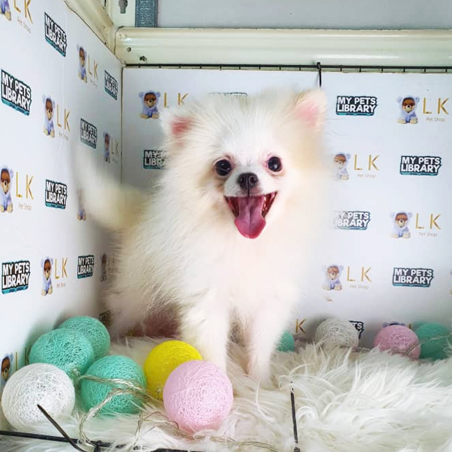 Pomeranian Puppy (Male) For Sale