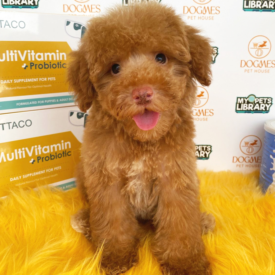 Toy Poodle Puppy (Male) For Sale