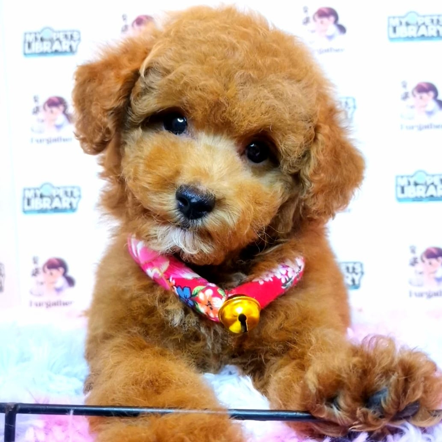 Toy Poodle Puppy (Male) For Sale