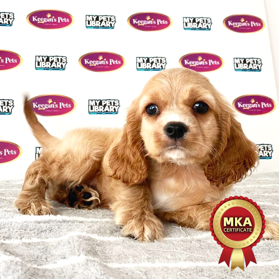 MKA American Cocker Spaniel Puppy (Male) For Sale