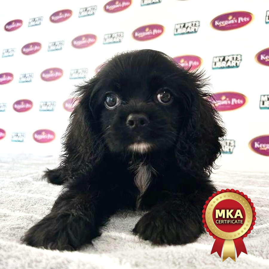 MKA American Cocker Spaniel Puppy (Male) For Sale