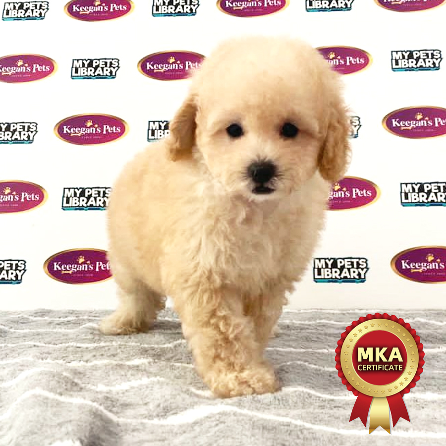 MKA Toy Poodle Puppy (Male) For Sale