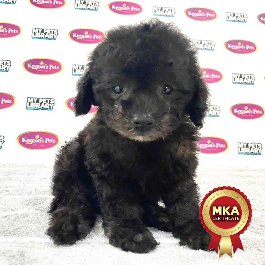 MKA Toy Poodle Puppy (Male) For Sale