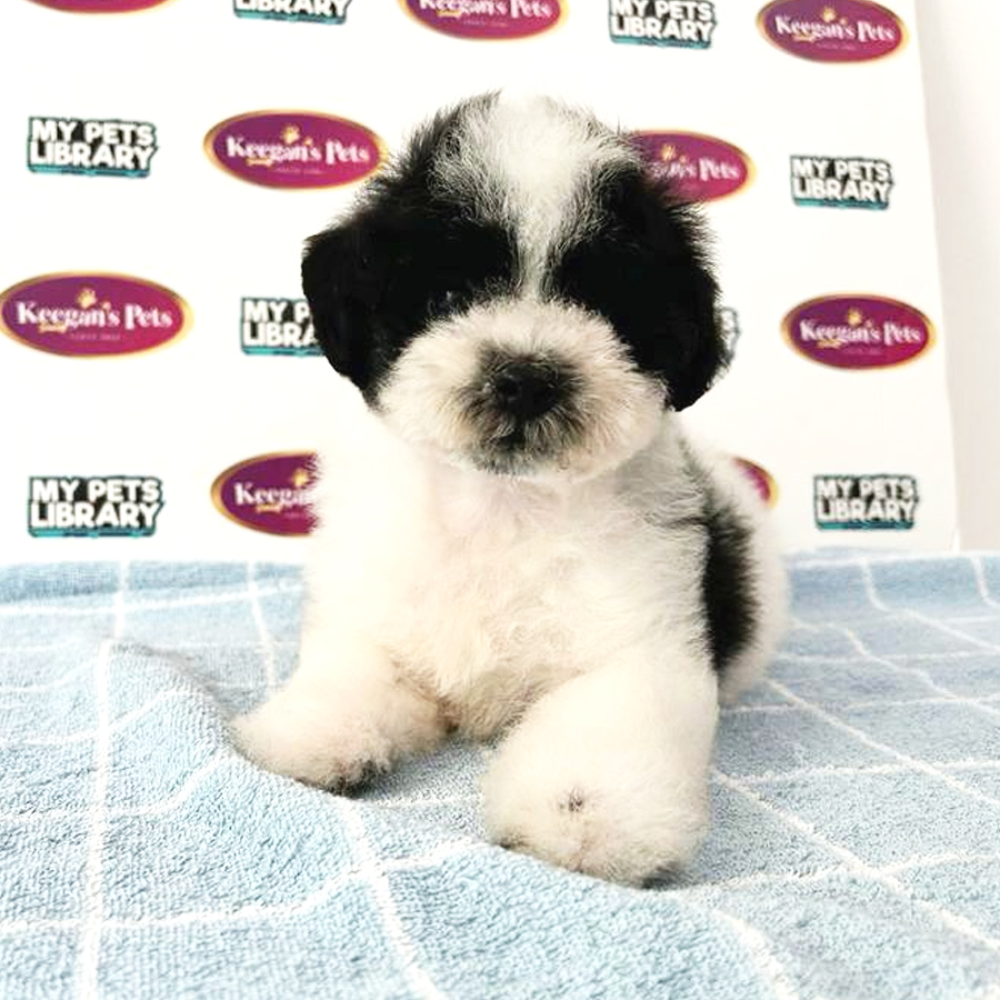 Toy Poodle Puppy (Male) For Sale