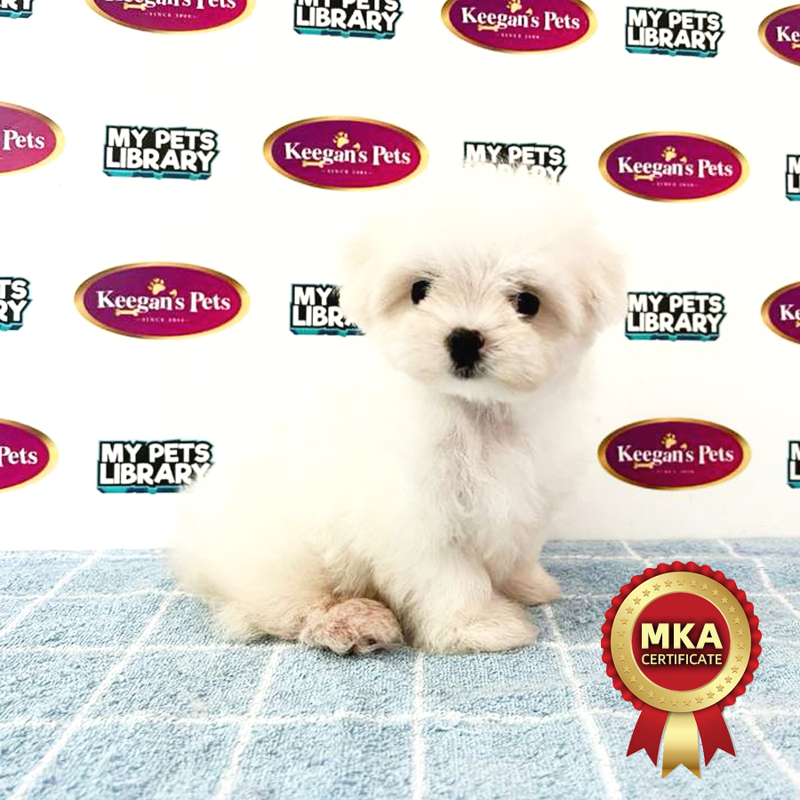 MKA Maltese Puppy (Female) For Sale