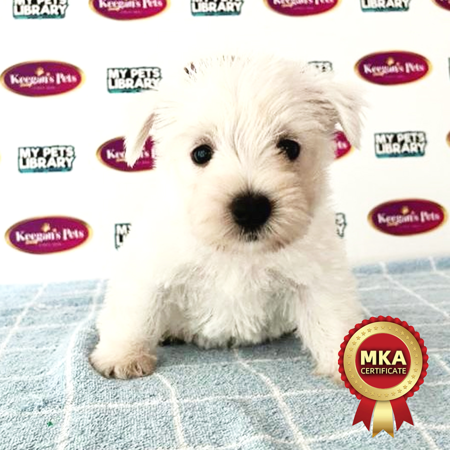 MKA West Highland Terrier Puppy (Female) For Sale