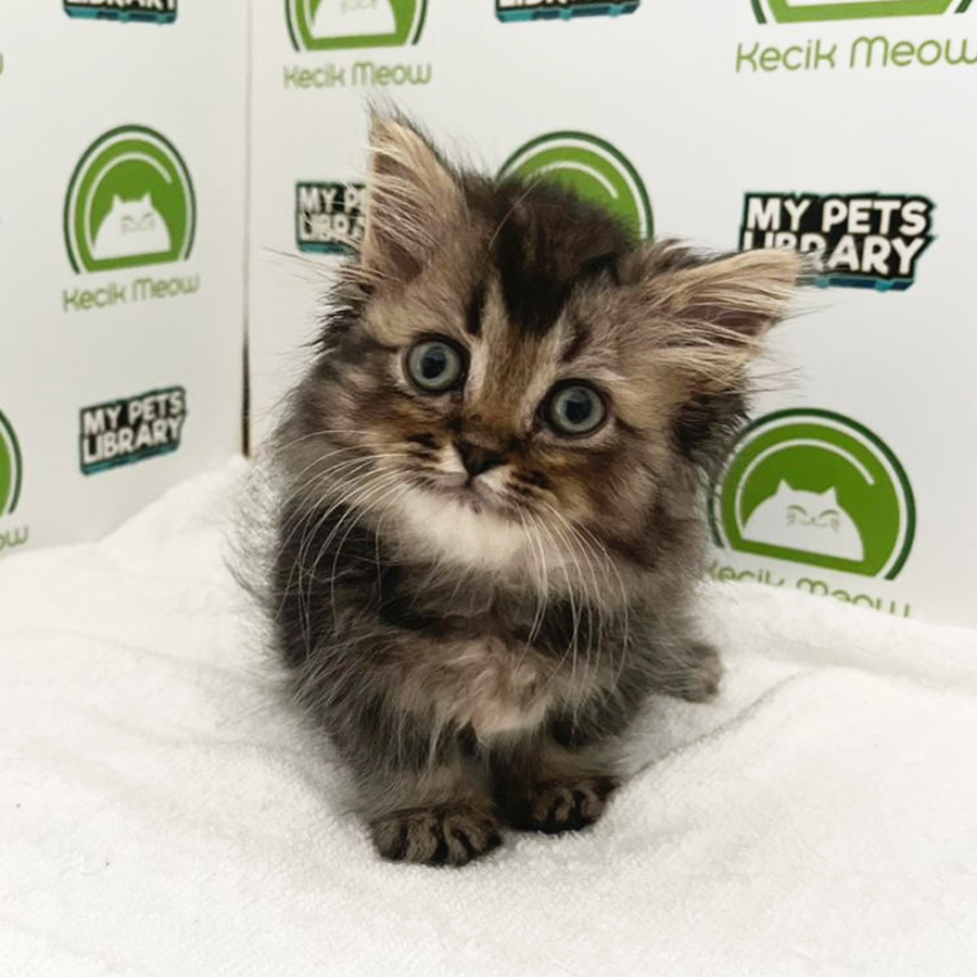 Munchkin Kitten (Female) For Sale