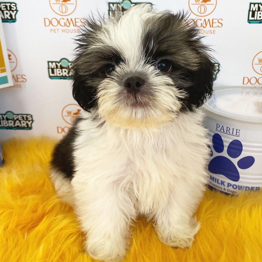 Shih Tzu Puppy (Male) For Sale