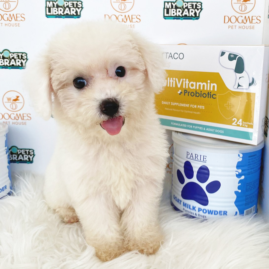 Toy Poodle Puppy (Female) For Sale