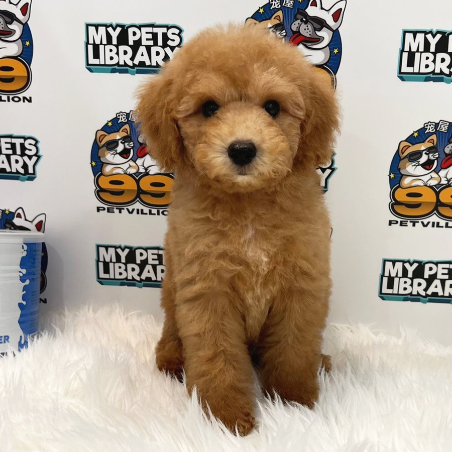 Toy Poodle Puppy (Male) For Sale
