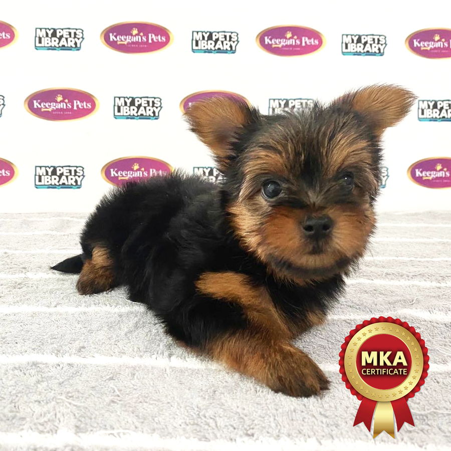 MKA Yorkshire Terrier Puppy (Female) For Sale