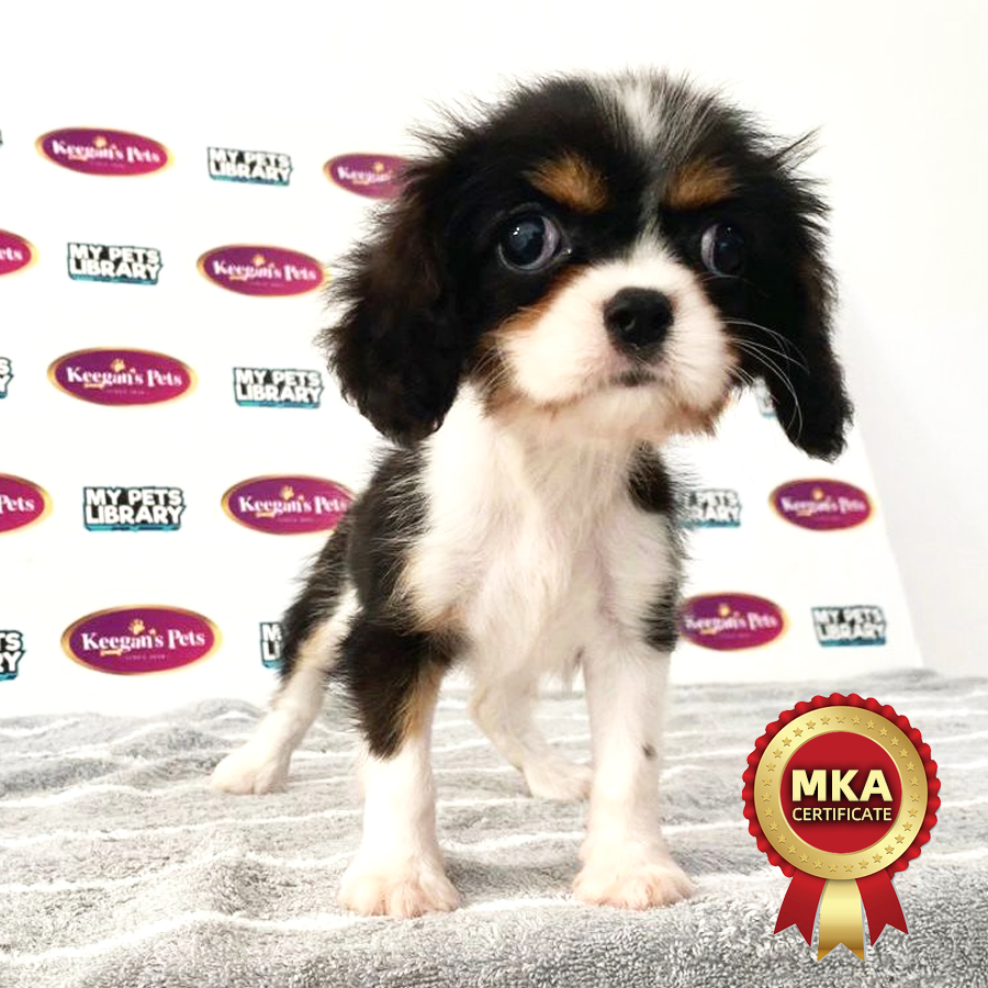 MKA Cavalier King Charles Spaniel Puppy (Female) For Sale