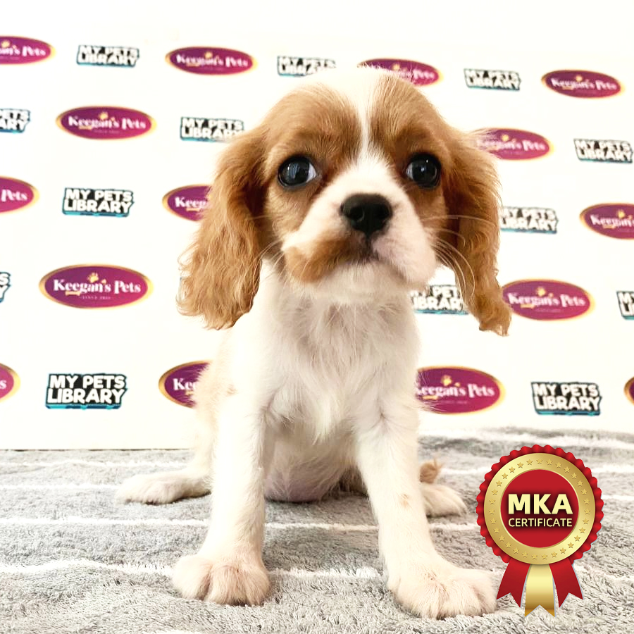 MKA Cavalier King Charles Spaniel Puppy (Female) For Sale