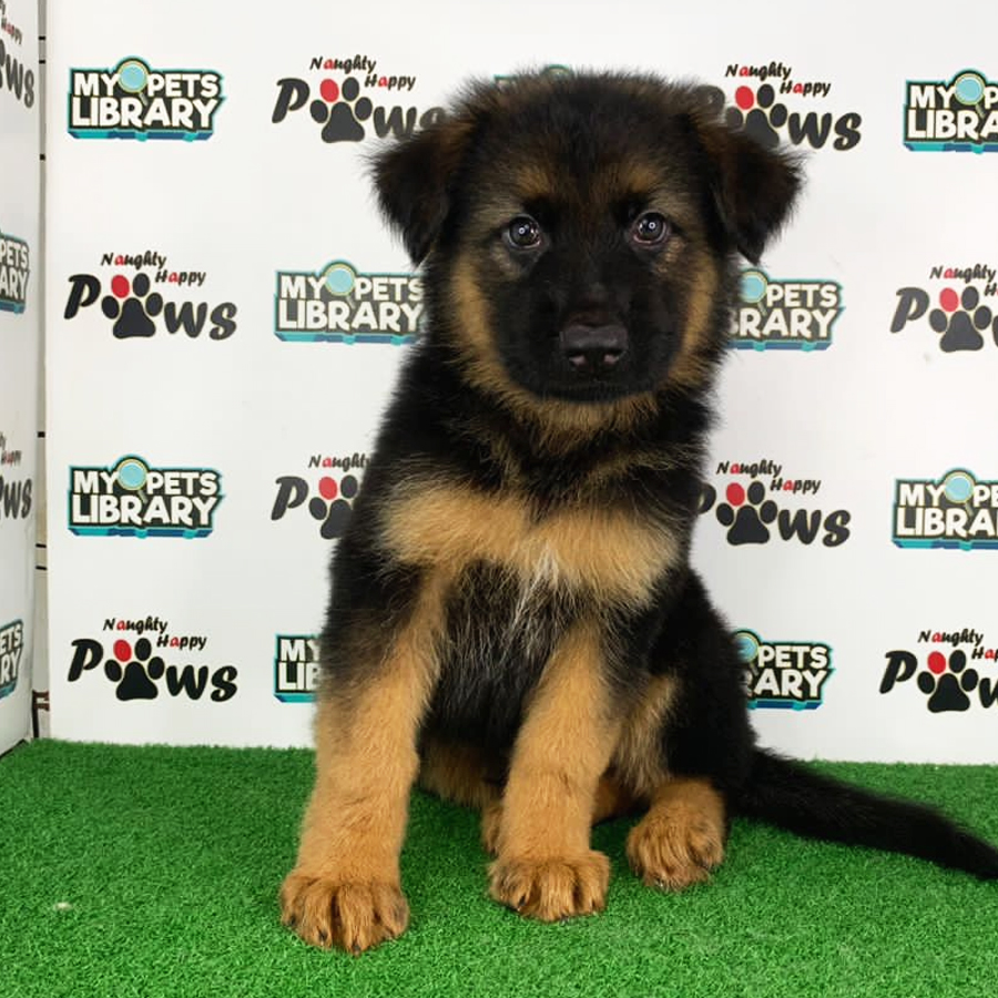 German Shepherd Puppy (Male) For Sale