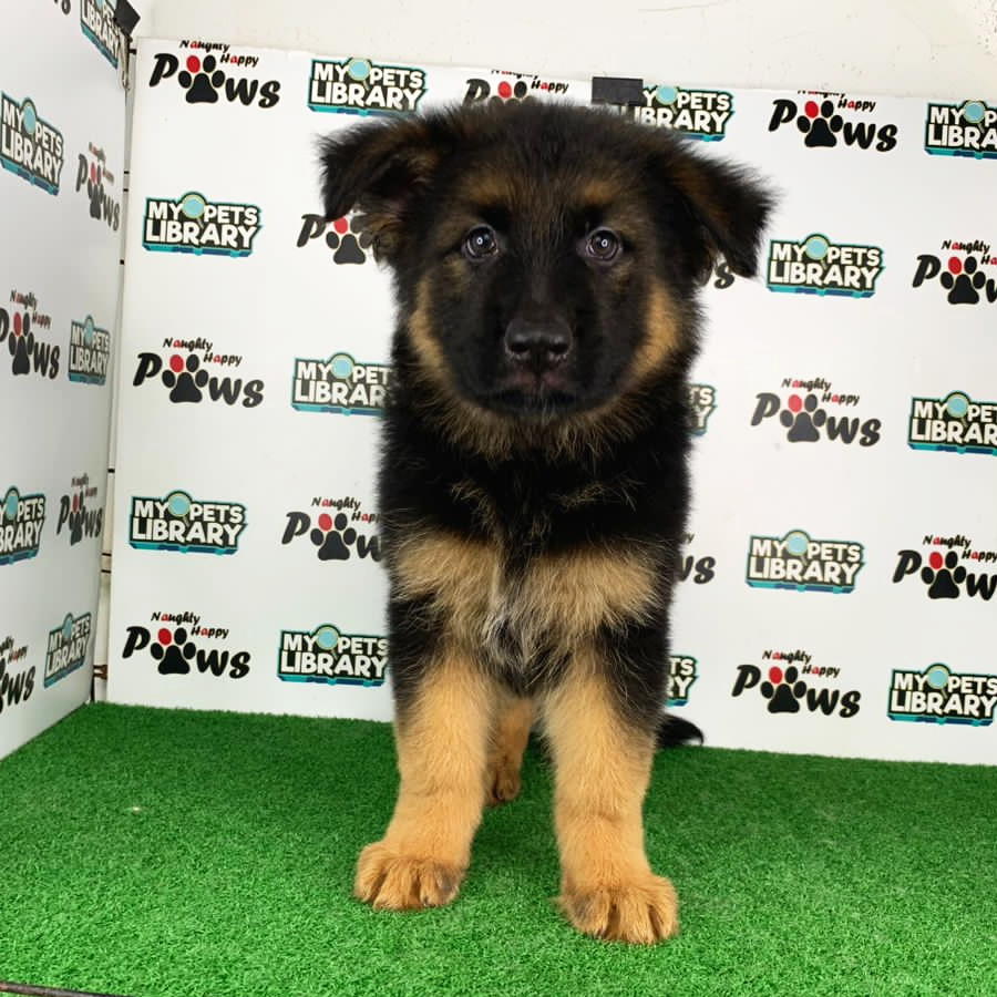 German Shepherd Puppy (Male) For Sale