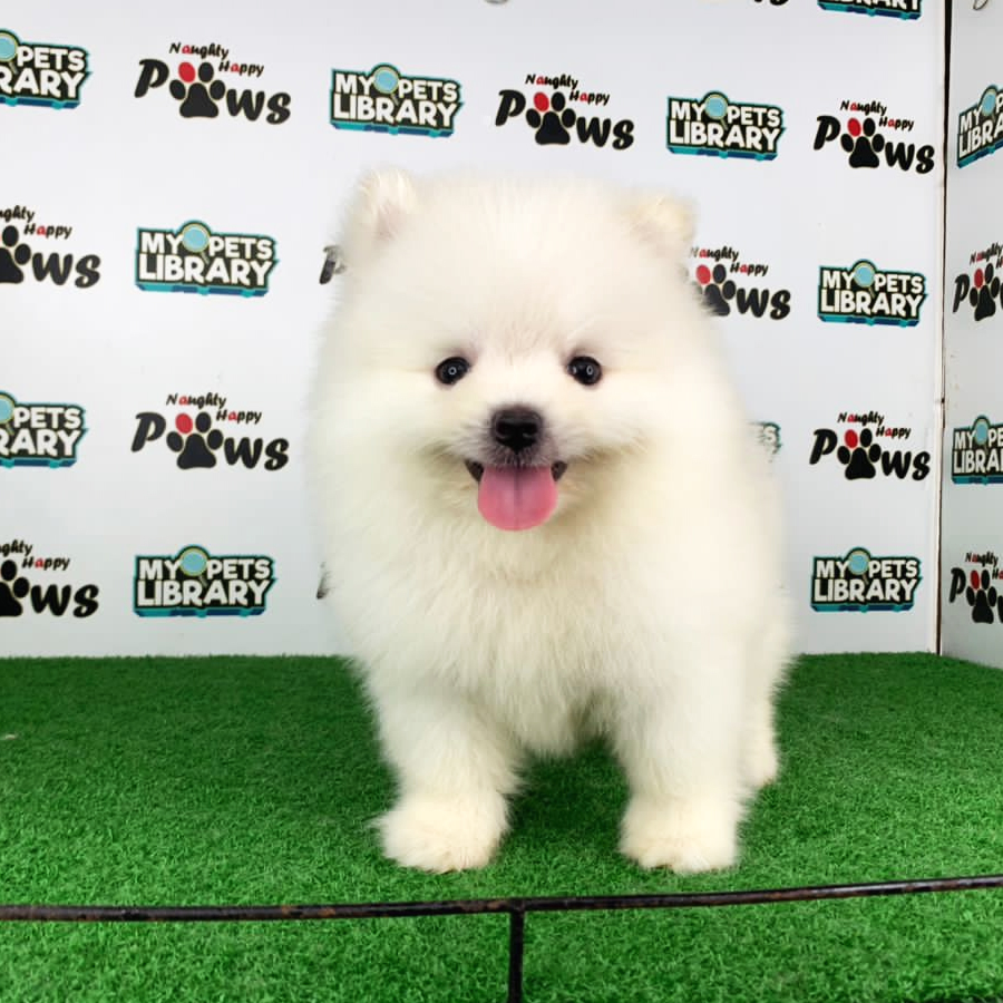 Pomeranian Puppy (Male) For Sale