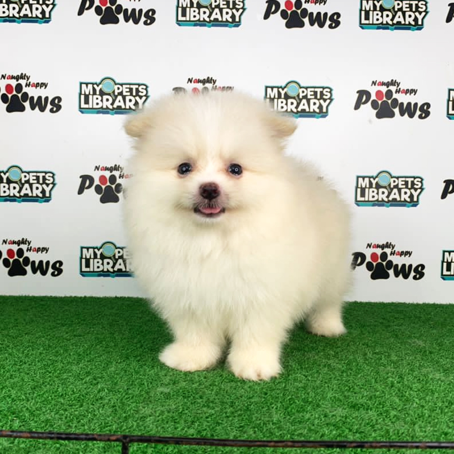 Pomeranian Puppy (Male) For Sale