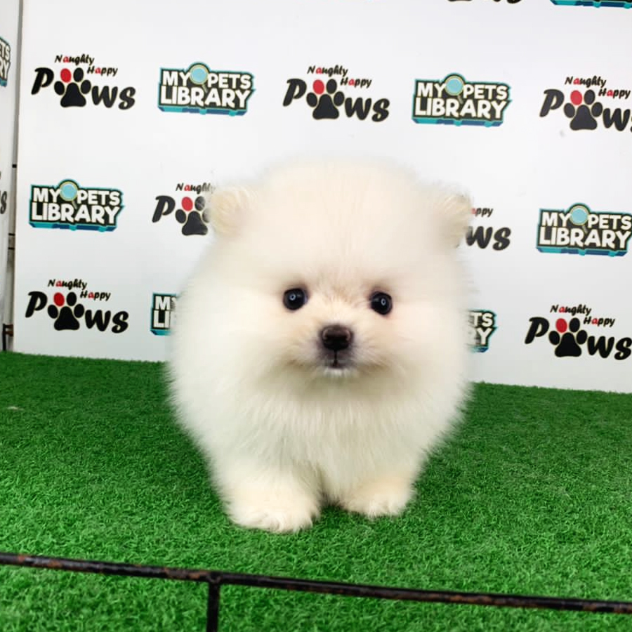 Pomeranian Puppy (Male) For Sale