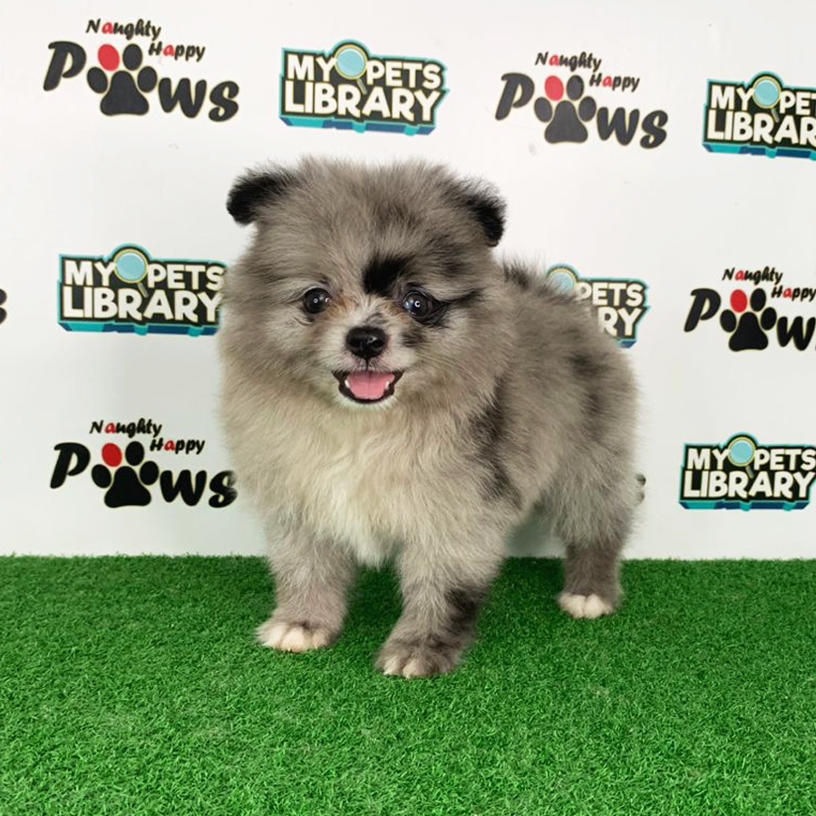 Pomeranian Puppy (Male) For Sale