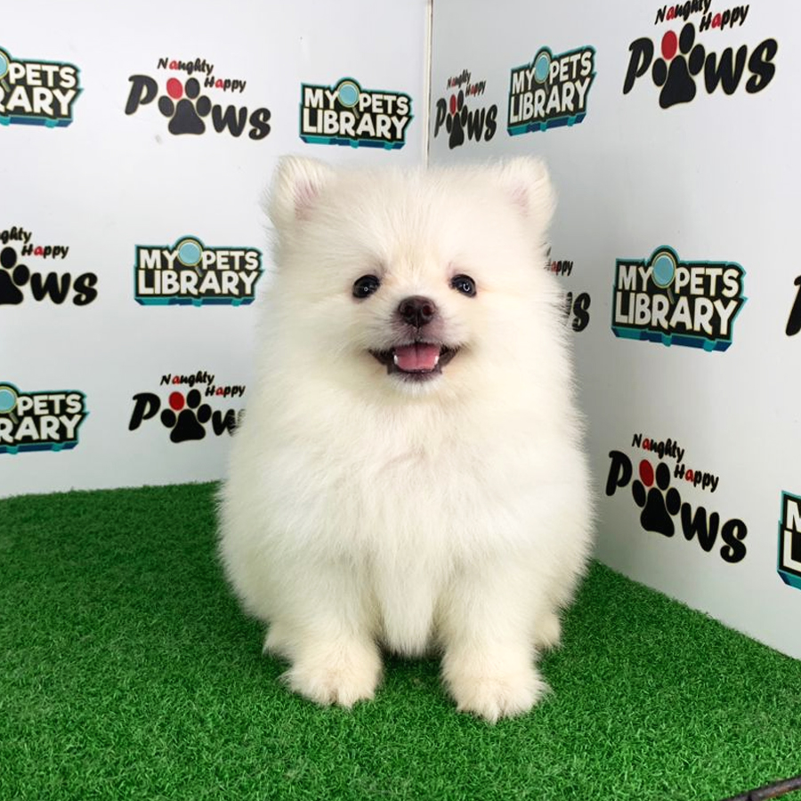 Pomeranian Puppy (Female) For Sale
