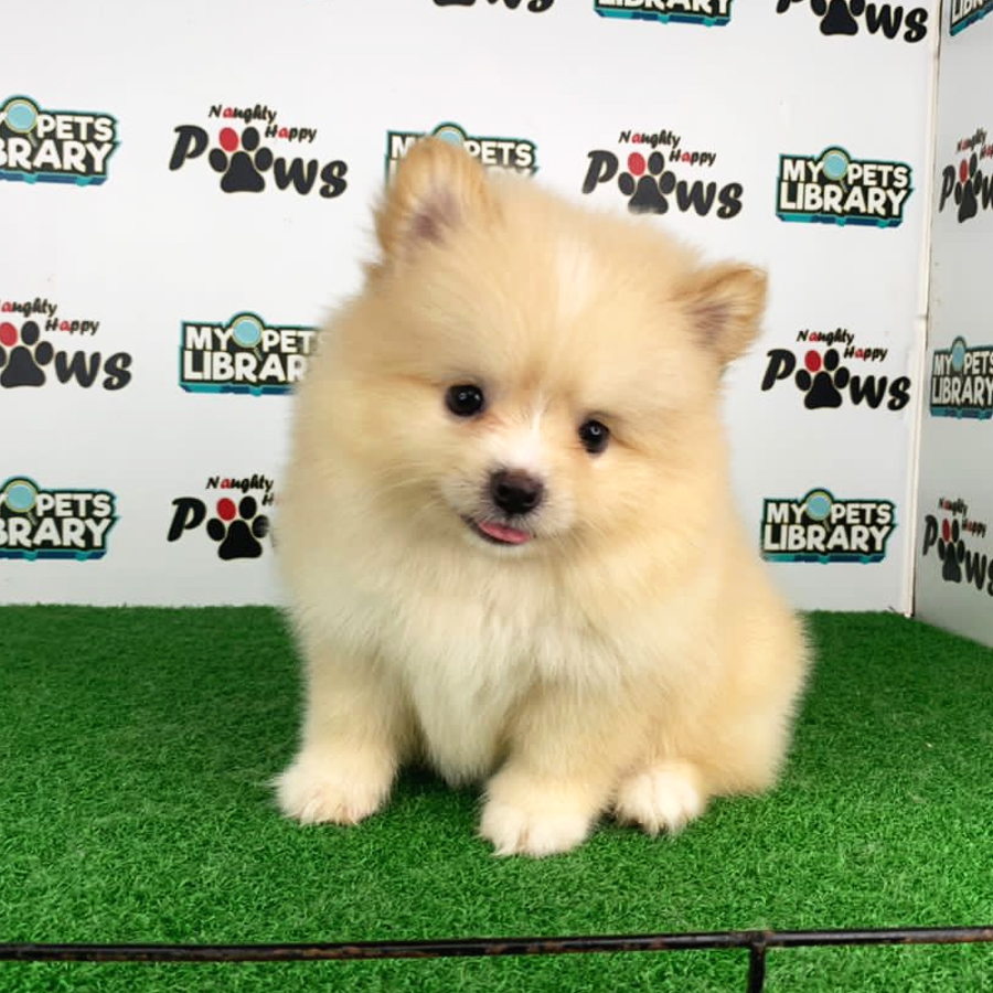 Pomeranian Puppy (Female) For Sale