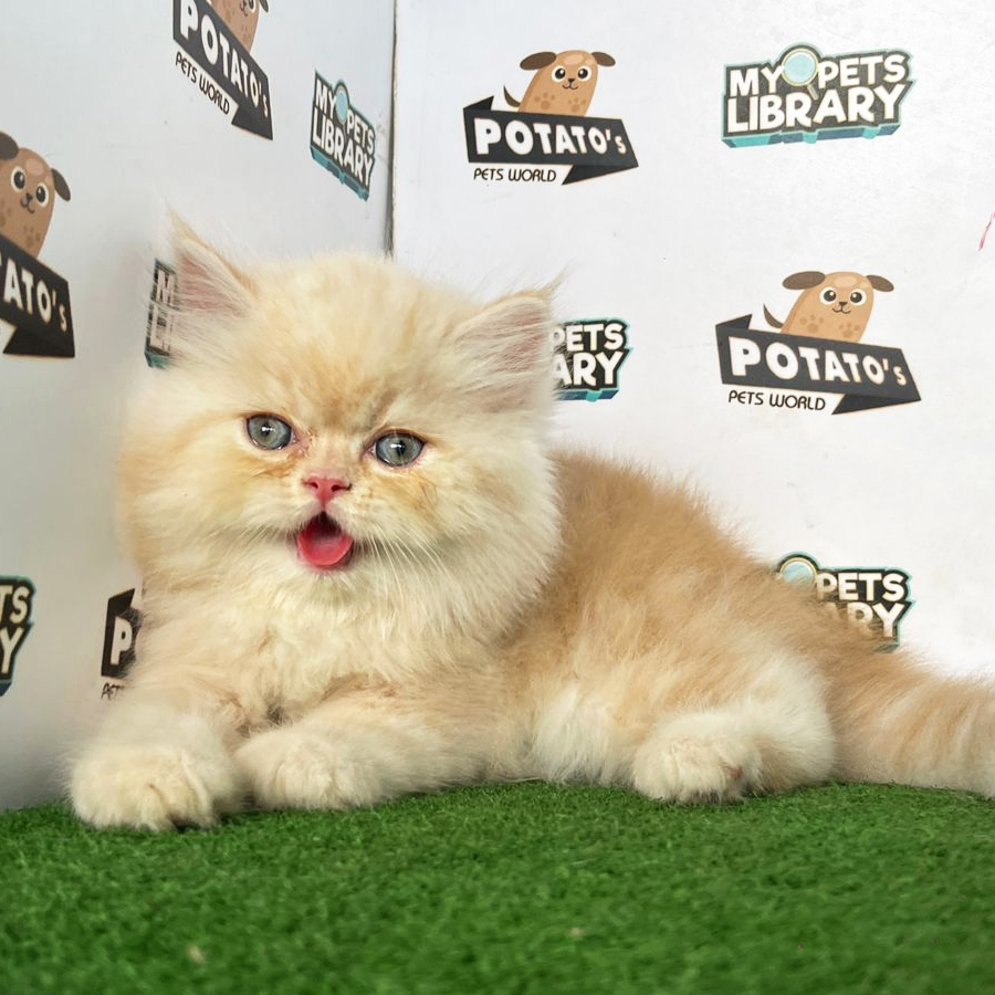 Persian Kitten (Male) For Sale