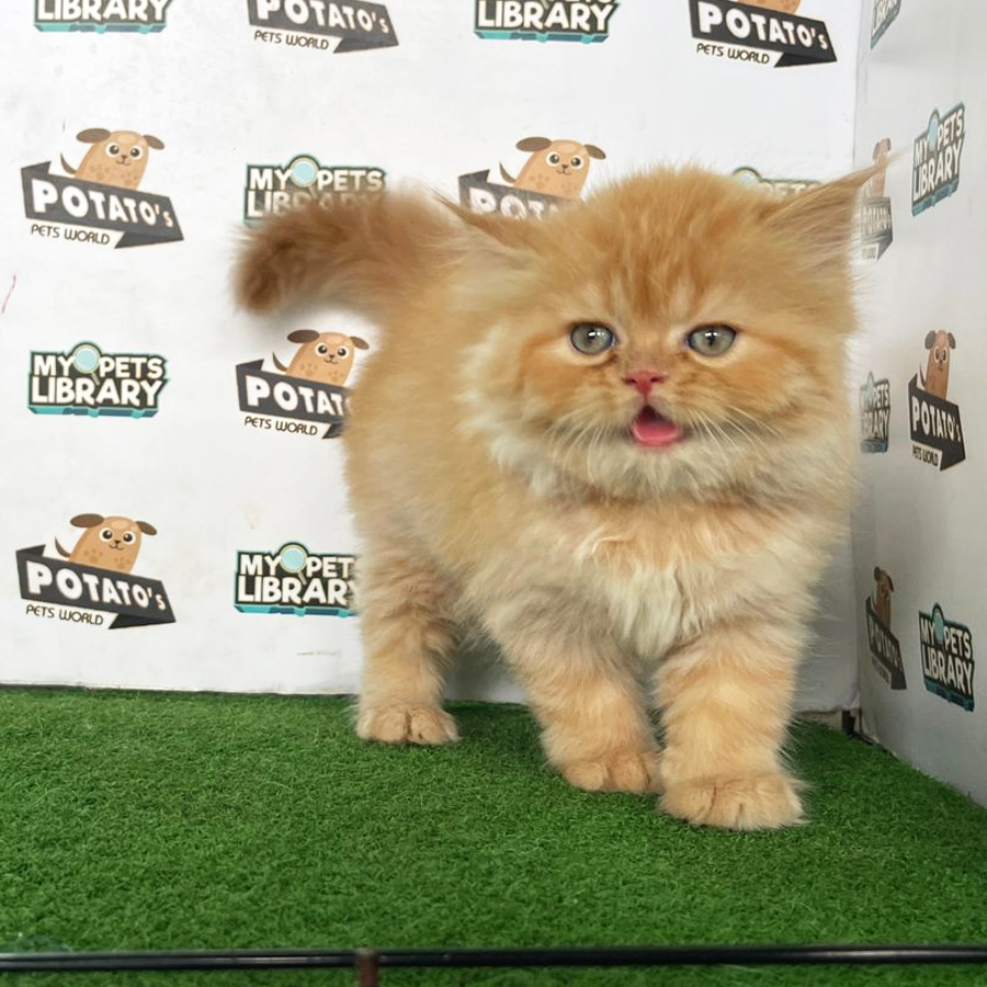 Persian Kitten (Male) For Sale
