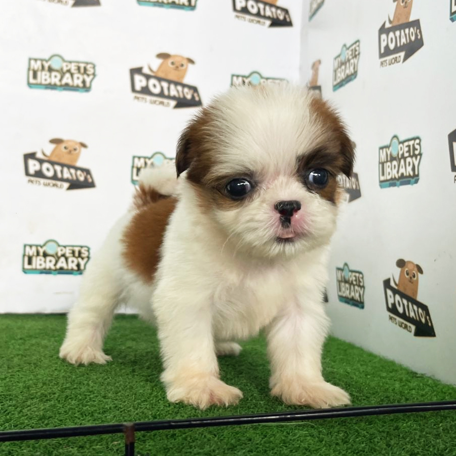 Shih Tzu Puppy (Male) For Sale