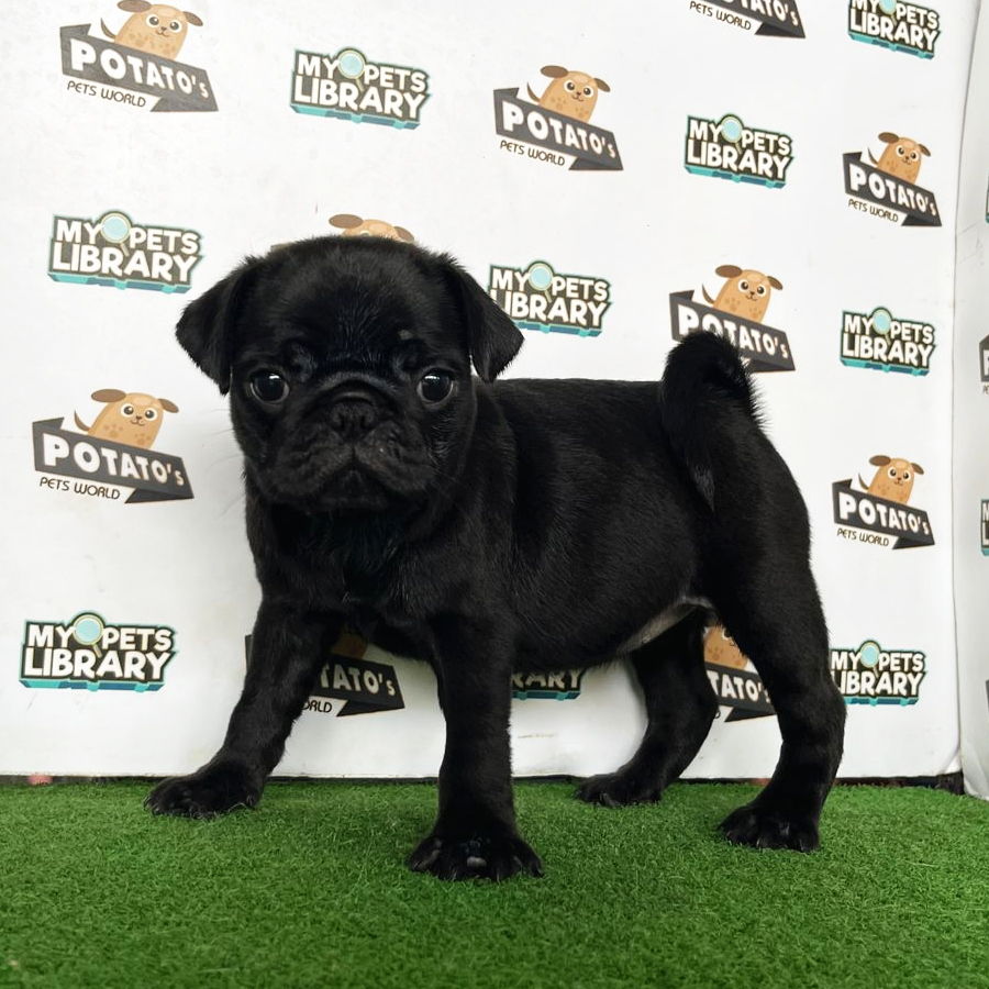 Pug Puppy (Male) For Sale