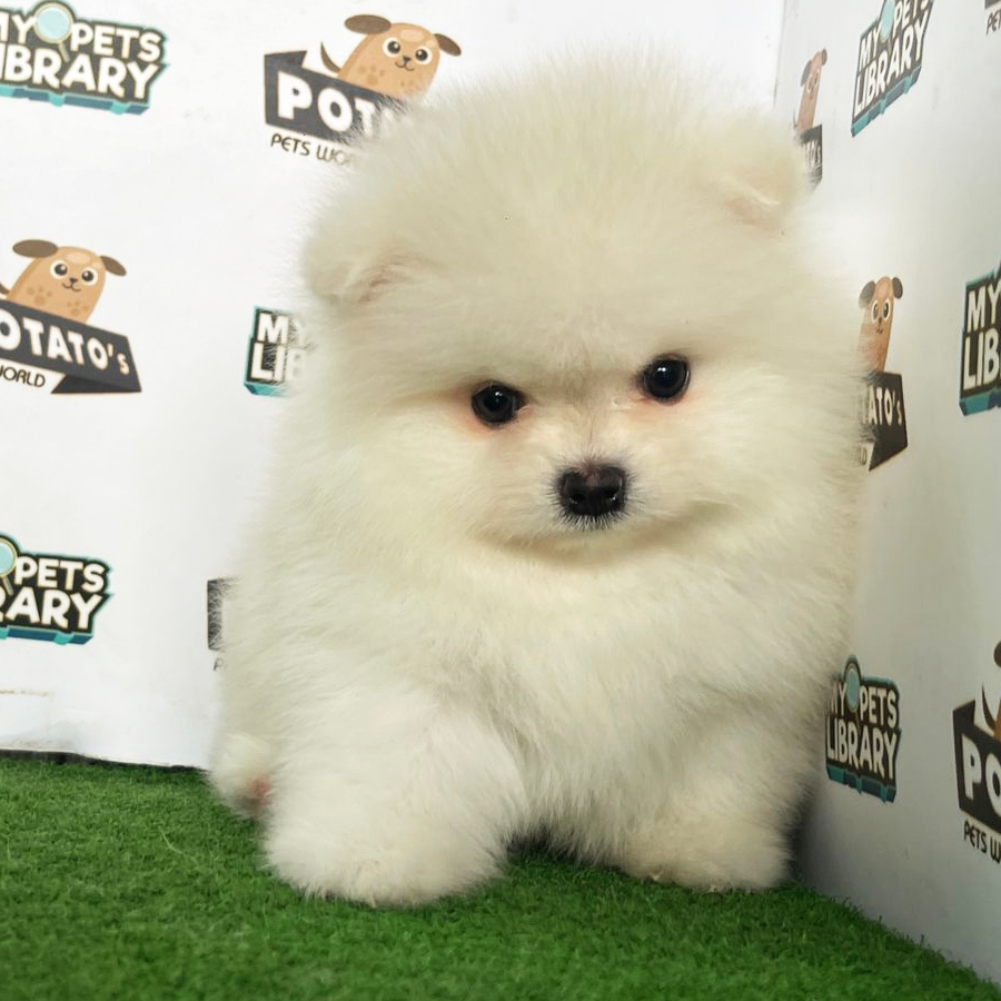 Pomeranian Puppy (Male) For Sale