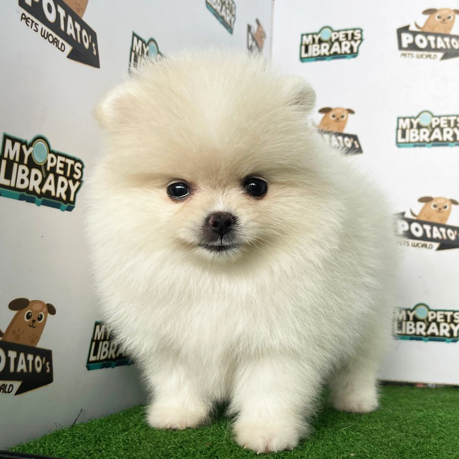 Pomeranian Puppy (Female) For Sale