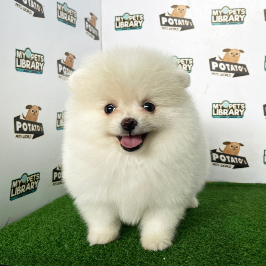 Pomeranian Puppy (Male) For Sale