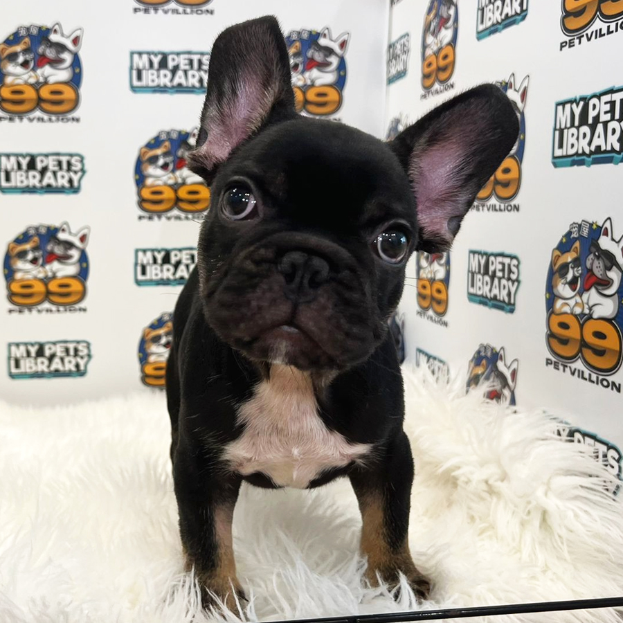 French Bulldog Puppy (Male) For Sale