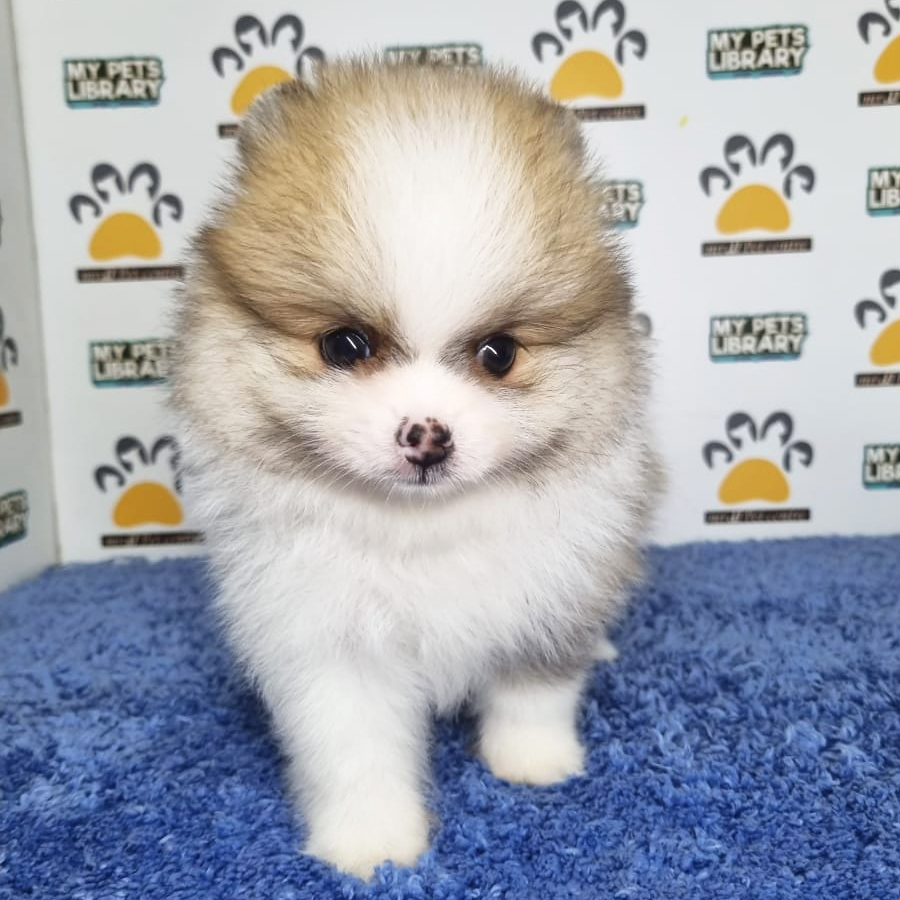 Tiny Pomeranian Puppy (Male) For Sale