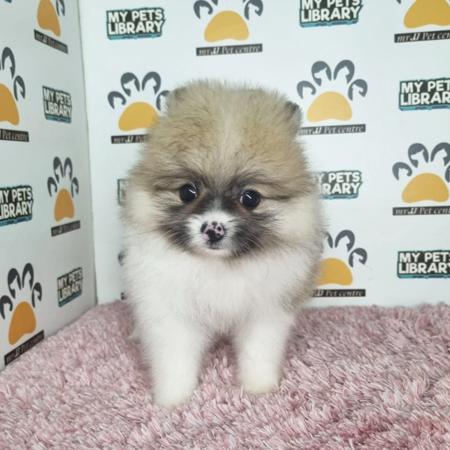 Tiny Pomeranian Puppy (Female) For Sale