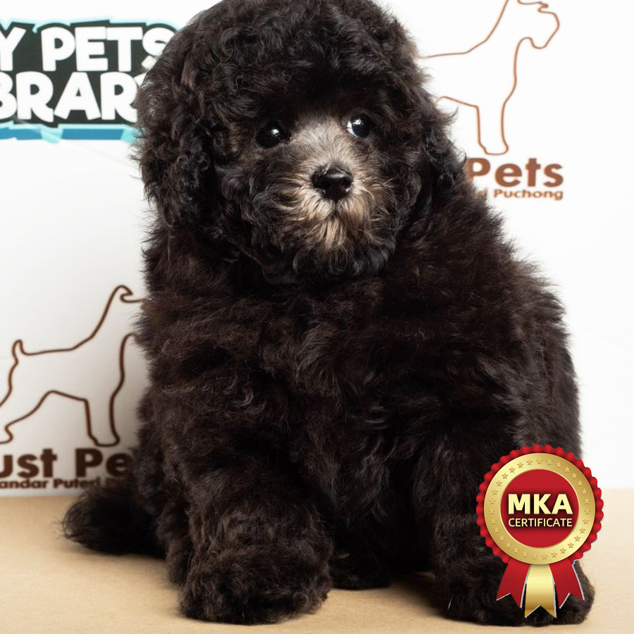 MKA Toy Poodle Puppy (Female) For Sale