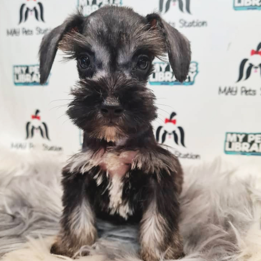 Schnauzer Puppy (Male) For Sale