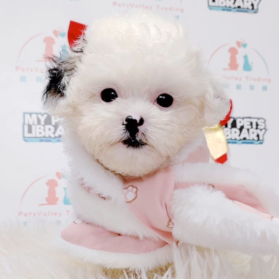 Maltipoo Puppy (Female) For Sale