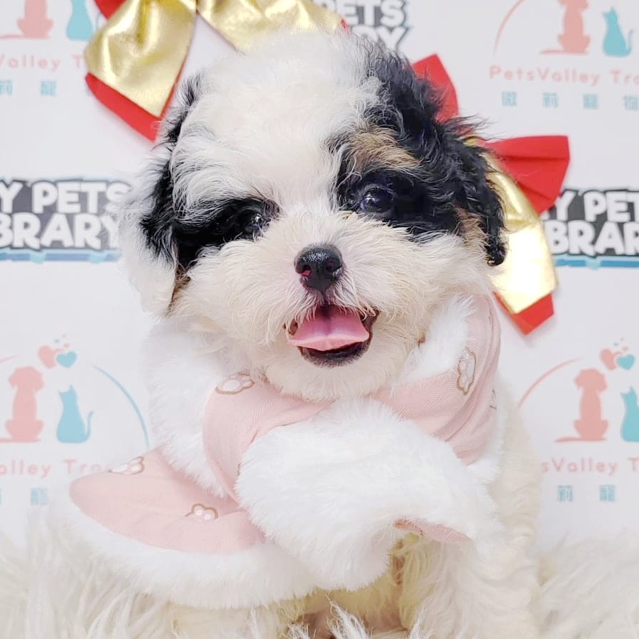 Maltipoo Puppy (Male) For Sale