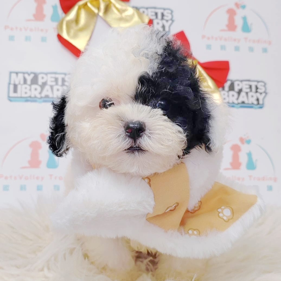 Maltipoo Puppy (Male) For Sale