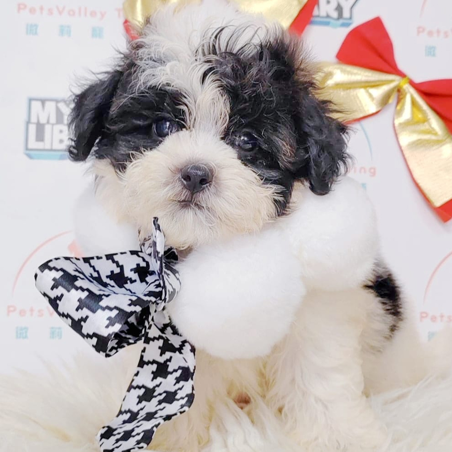 Maltipoo Puppy (Male) For Sale