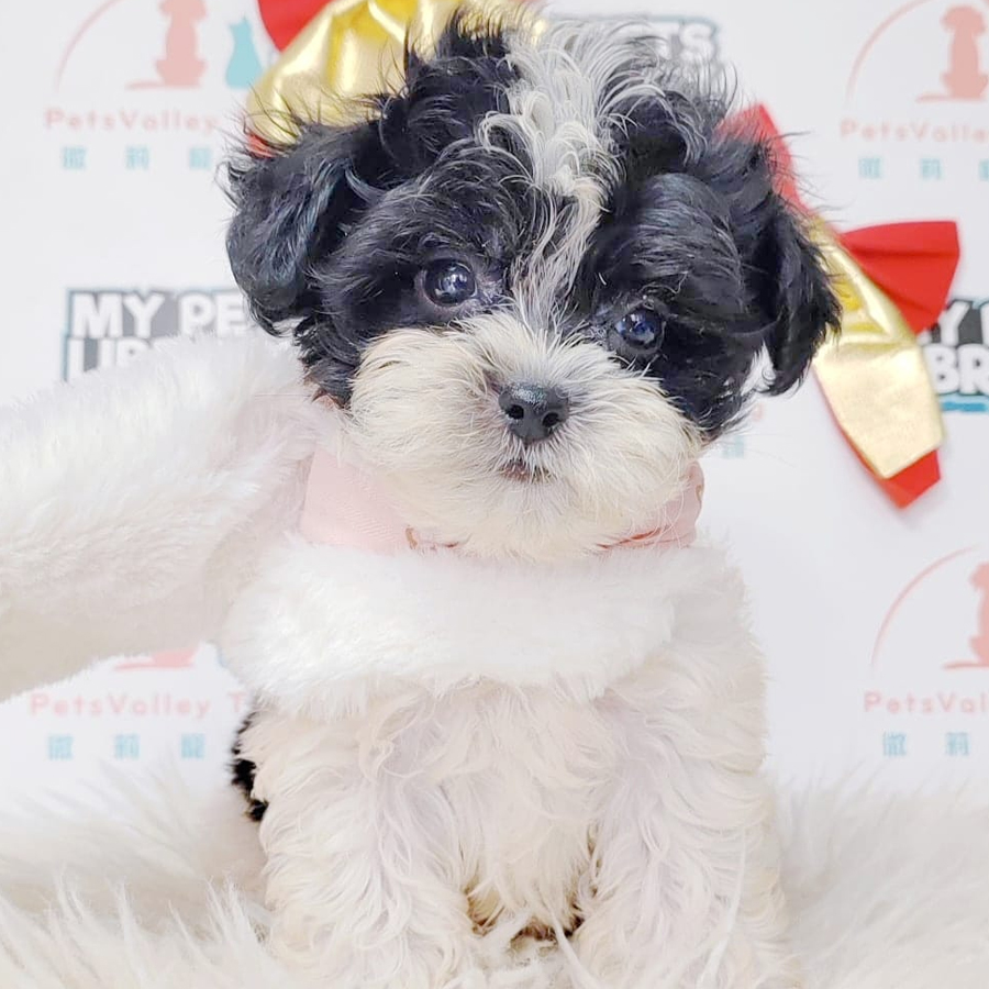 Maltipoo Puppy (Male) For Sale