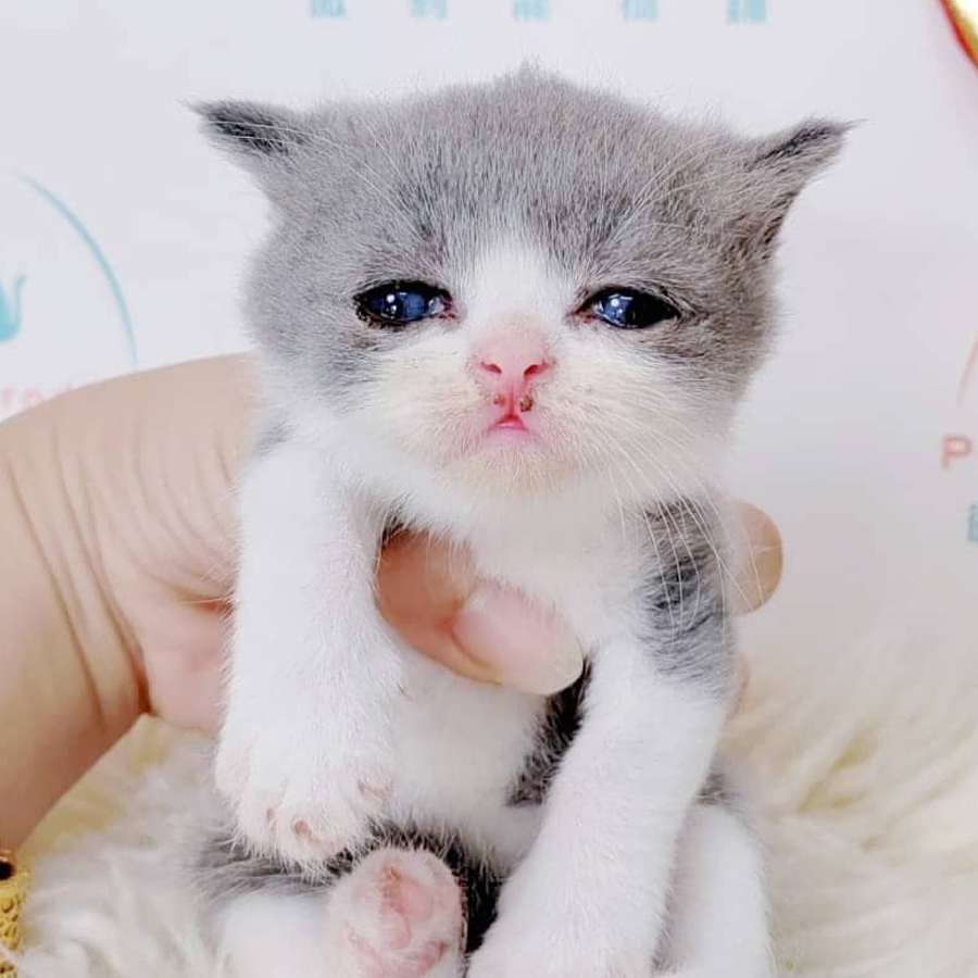British Shorthair Kitten (Male) For Sale