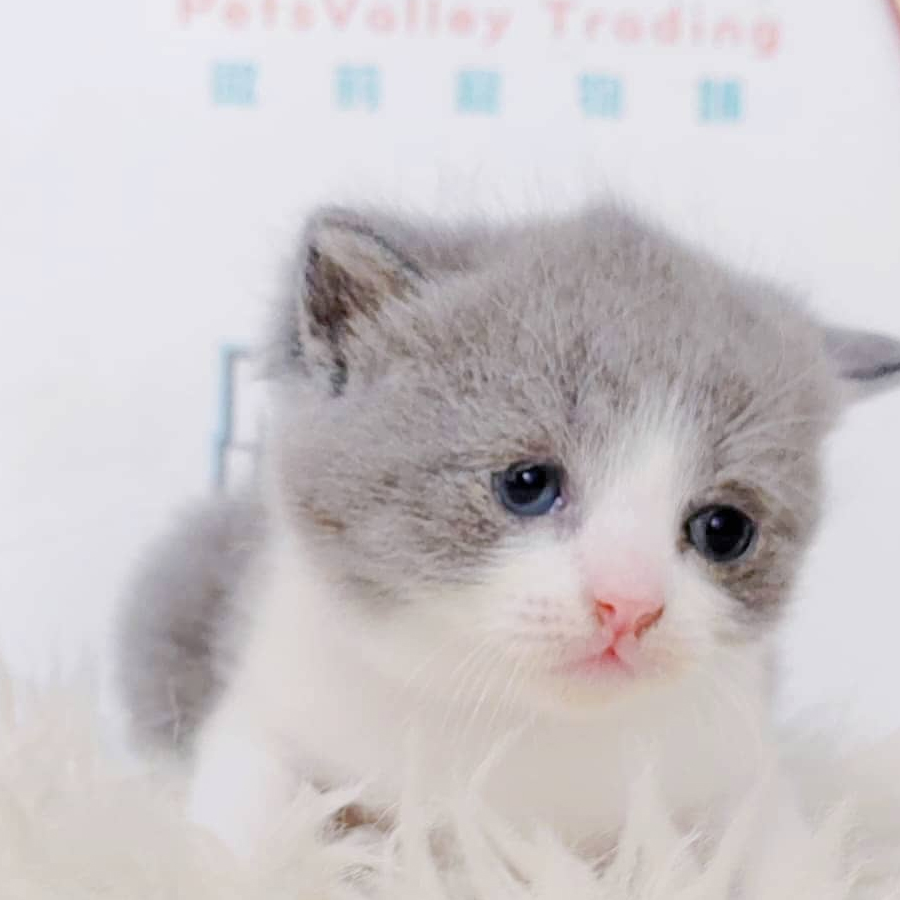 British Shorthair Kitten (Female) For Sale