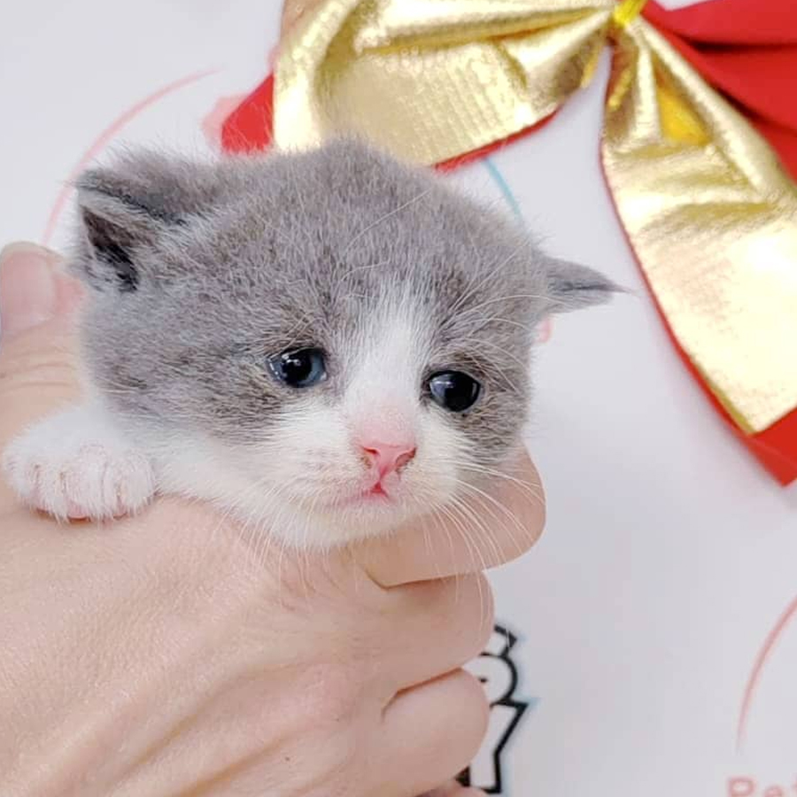 British Shorthair Kitten (Female) For Sale