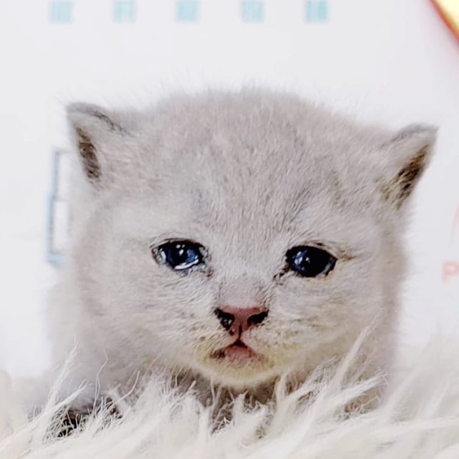 British Shorthair Kitten (Male) For Sale