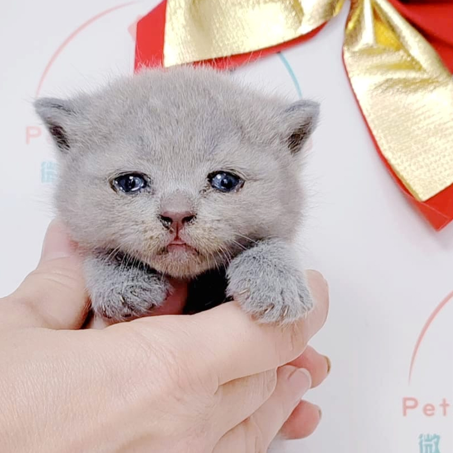 British Shorthair Kitten (Male) For Sale
