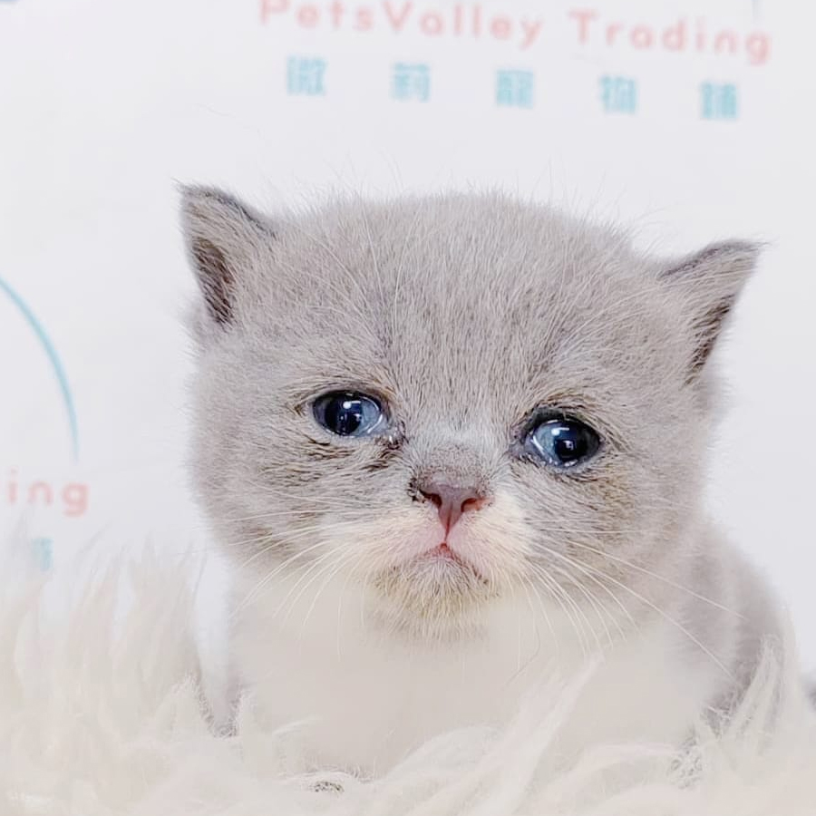 British Shorthair Kitten (Male) For Sale