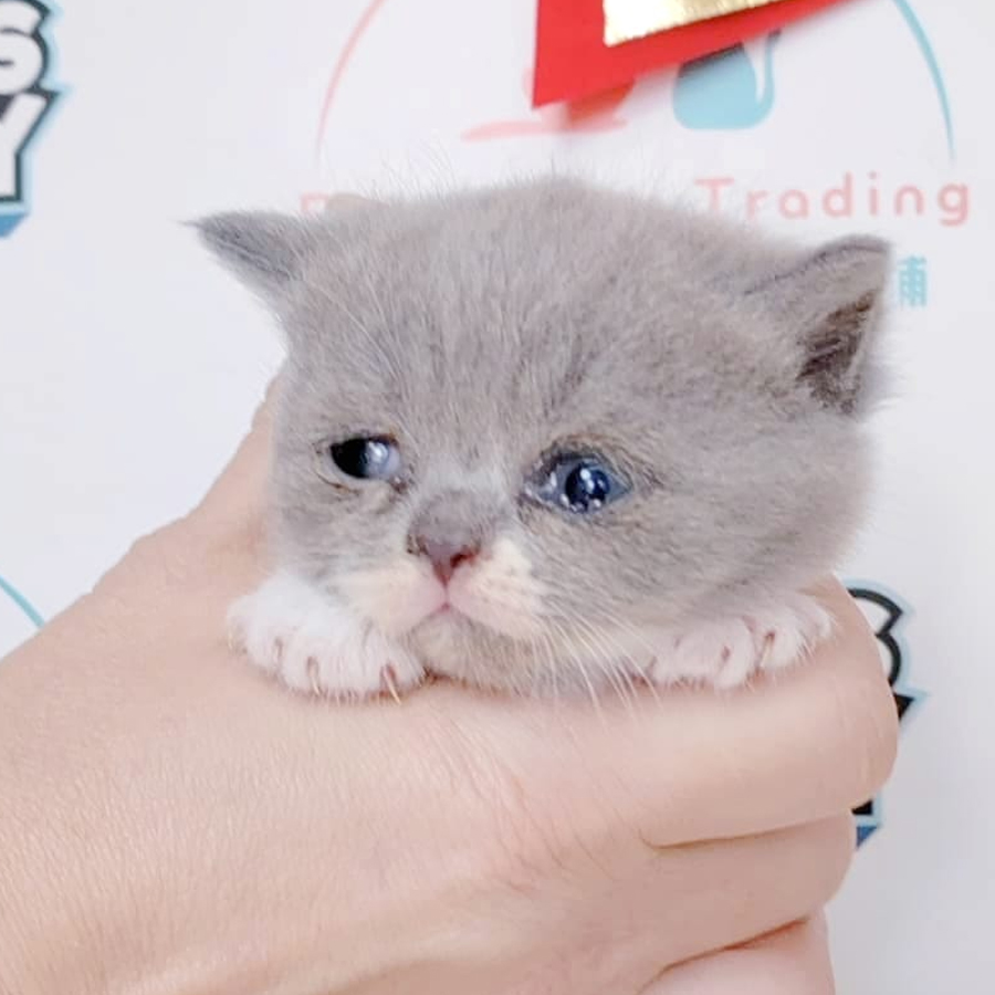 British Shorthair Kitten (Male) For Sale